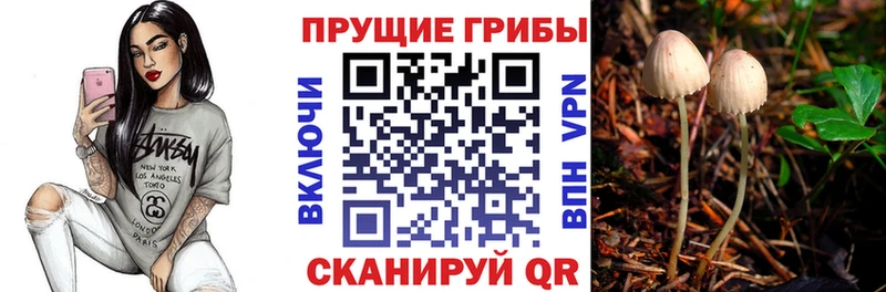 где найти наркотики  Северо-Курильск  Псилоцибиновые грибы Psilocybine cubensis 